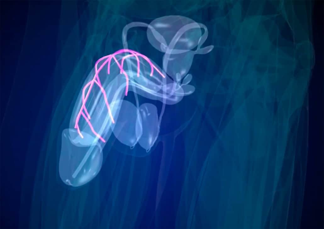 Illustration af penis med røde streger i, der symboliserer blodårer.